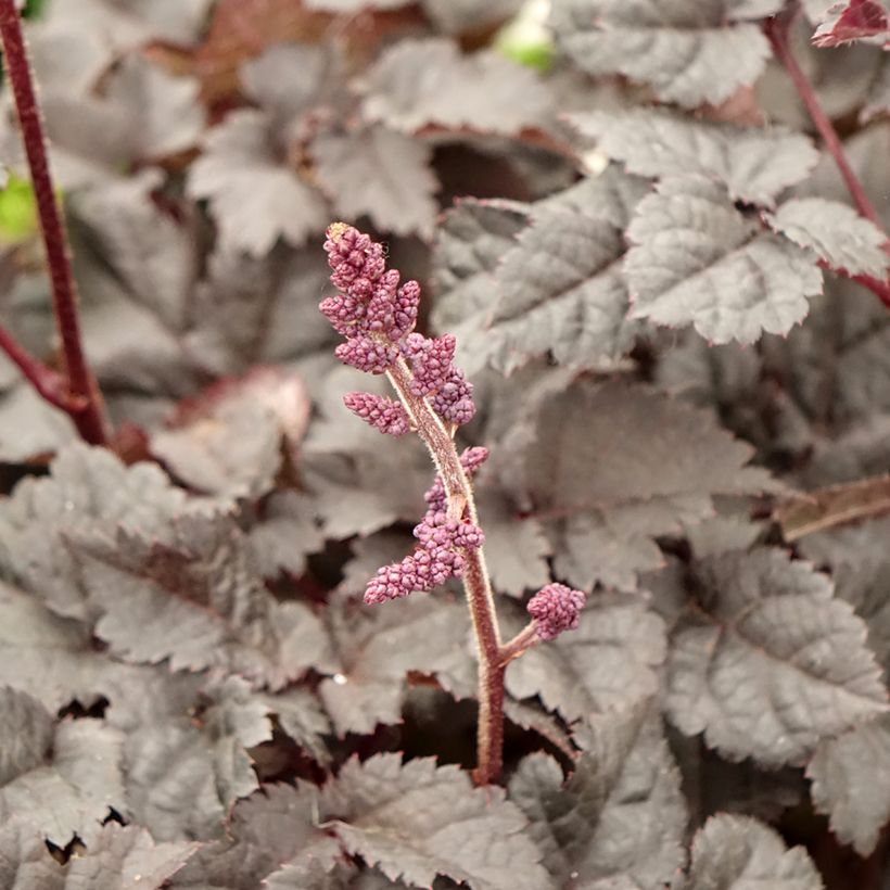 Astilbe chinensis Darkside Of The Moon (Fioritura)