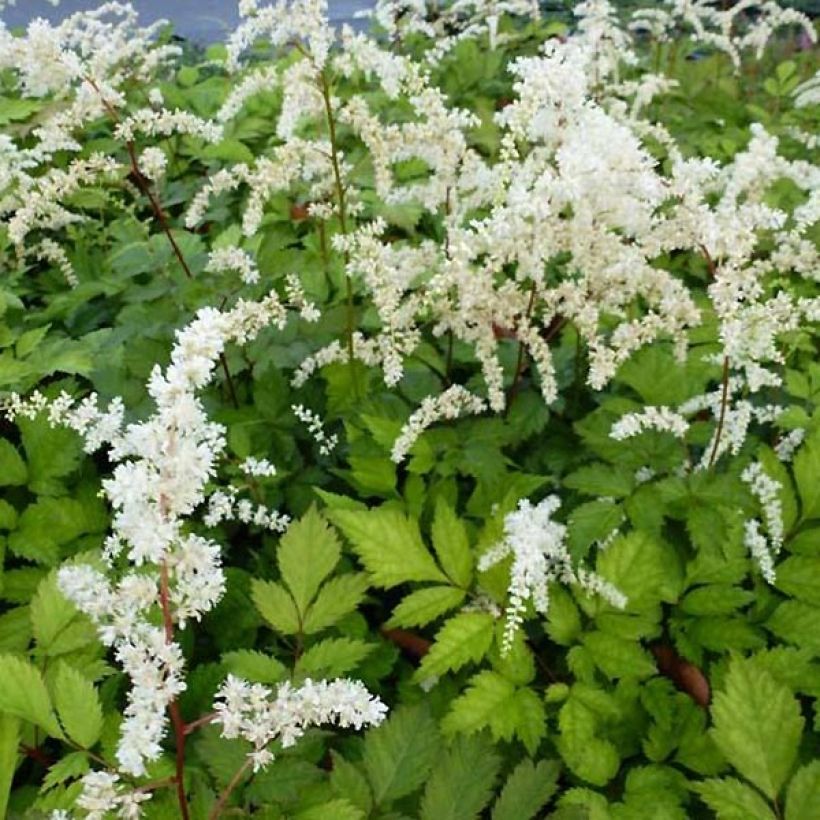 Astilbe thunbergii Professor van der Wielen (Fioritura)