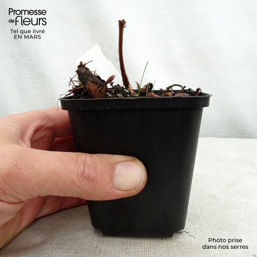 Astilbe thunbergii Professor van der Wielen Vasetto da 8/9 cm esemplare consegnato in primavera