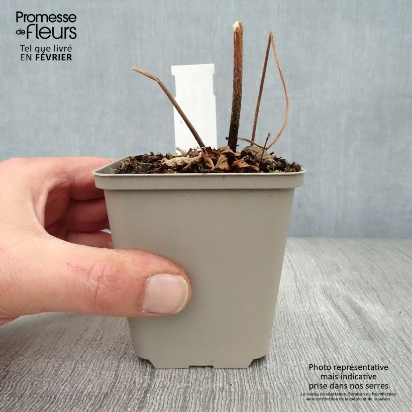 Astilbe thunbergii Professor van der Wielen Vasetto da 8/9 cm esemplare consegnato in inverno