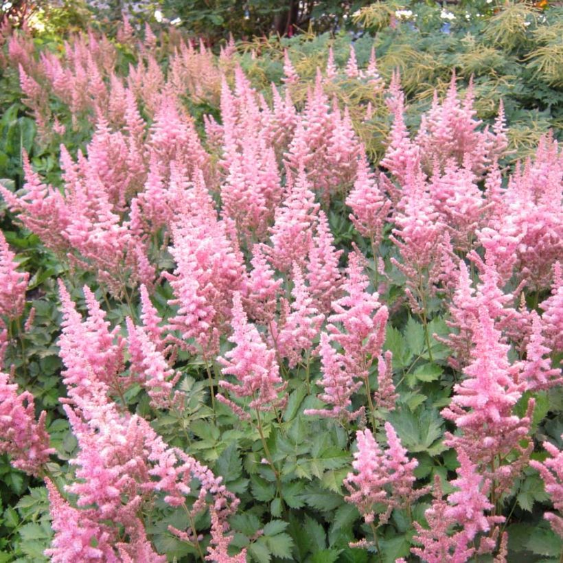 Astilbe chinensis Vision in Pink (Fioritura)