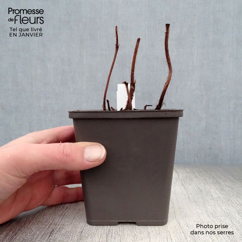 Astilbe chinensis Vision in Pink Vasetto da 8/9 cm esemplare consegnato in inverno