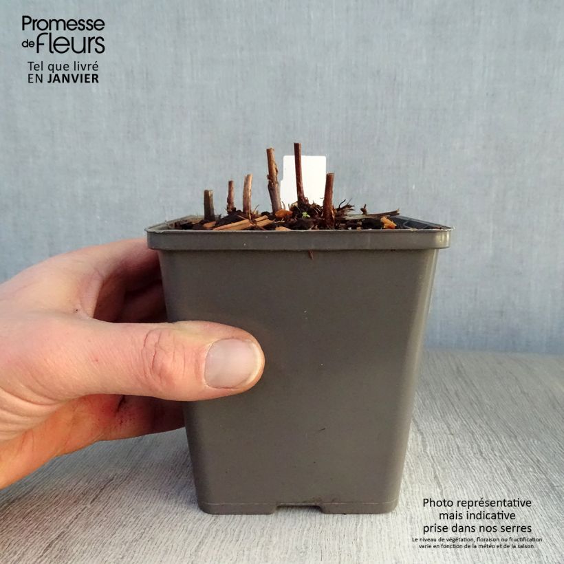 Astilbe chinensis Vision in Red Vasetto da 8/9 cm esemplare consegnato in inverno