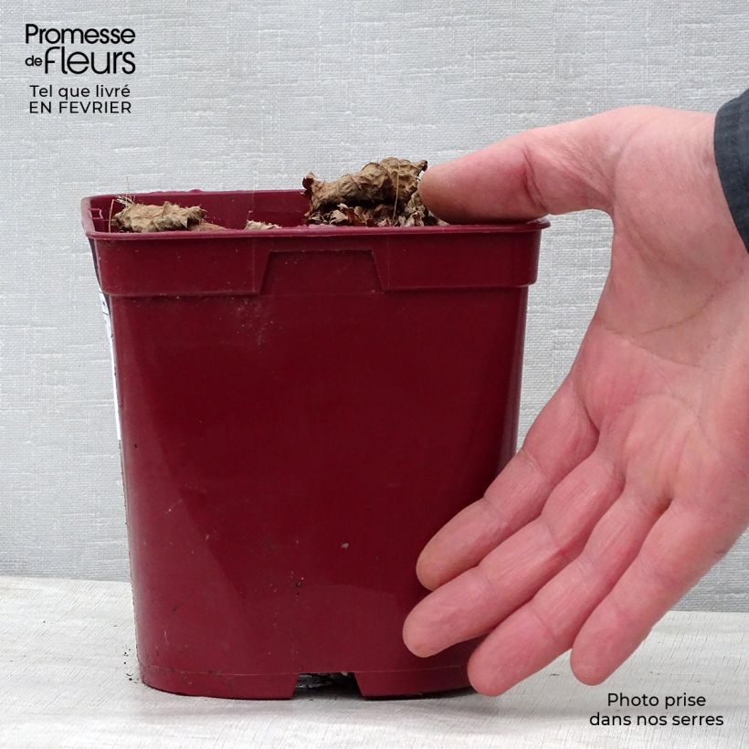 Astilbe chinensis Vision in Red Vaso da 2L/3L esemplare consegnato in inverno