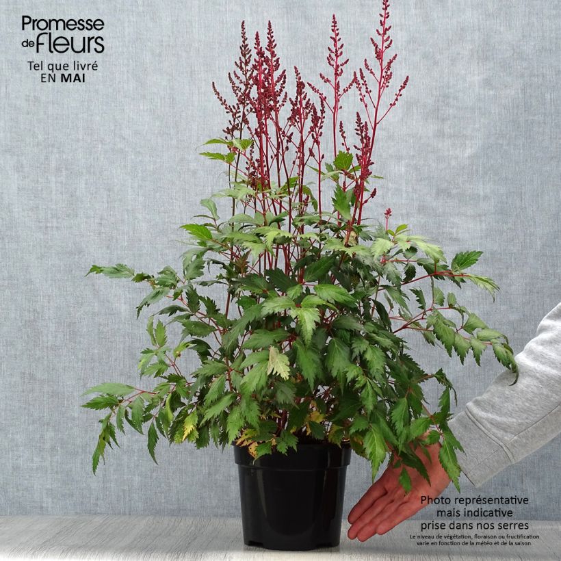 Astilbe chinensis Vision in Red Vaso da 2L/3L esemplare consegnato in primavera