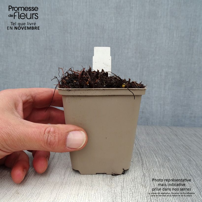 Esemplare di Astilbe japonica Washington Vasetto da 8/9 cm come consegnato in autunno