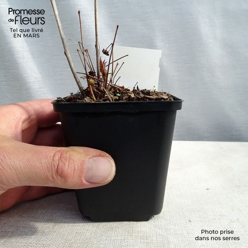 Astilbe japonica Washington Vasetto da 8/9 cm esemplare consegnato in inverno