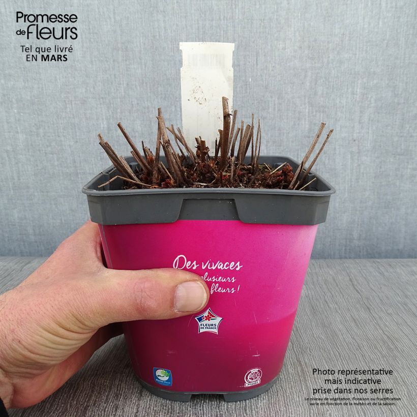 Astilbe Younique Silvery Pink Vaso da 2L/3L esemplare consegnato in inverno