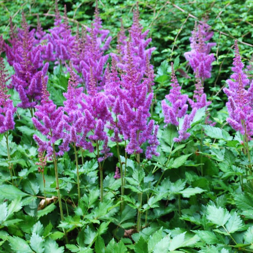 Astilbe arendsii Amethyst (Porto)