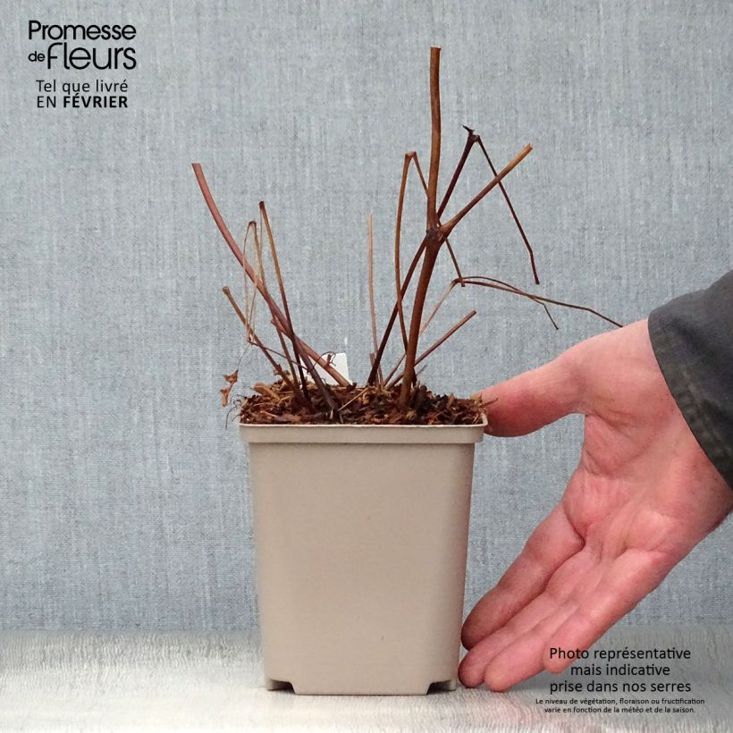 Astilbe arendsii Amethyst Vasetto da 8/9 cm esemplare consegnato in inverno