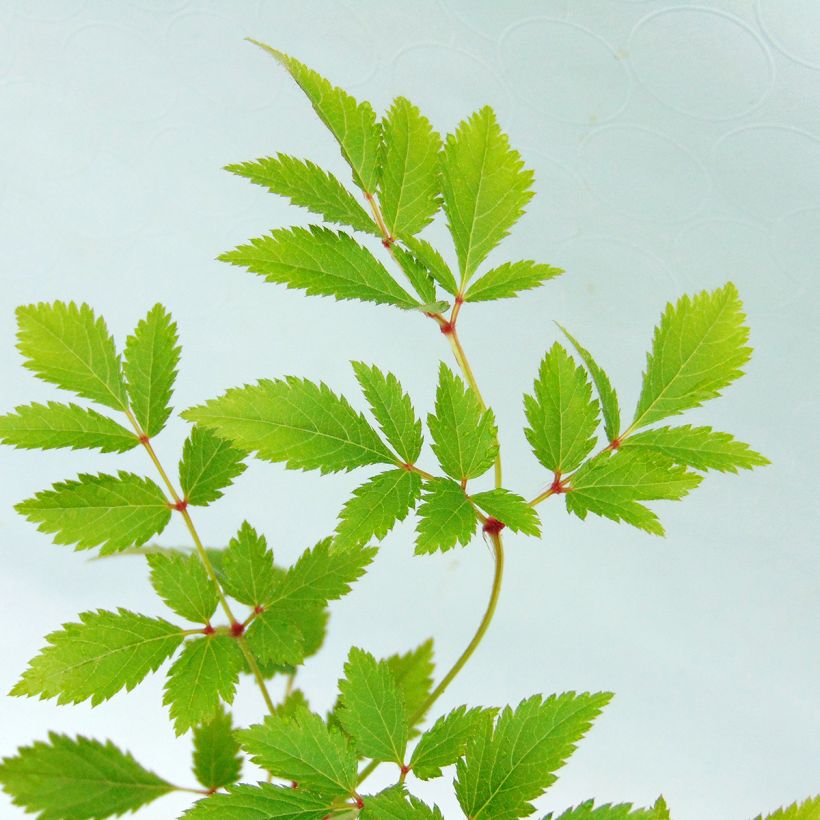 Astilbe arendsii Anita Pfeiffer (Fogliame)
