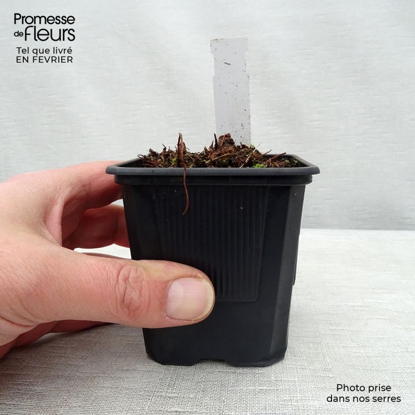 Astilbe arendsii Anita Pfeiffer Vasetto da 8/9 cm esemplare consegnato in inverno