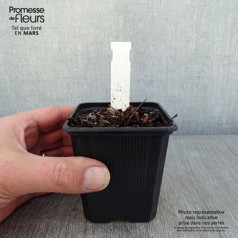 Astilbe arendsii Color Flash Lime Vasetto da 8/9 cm esemplare consegnato in inverno