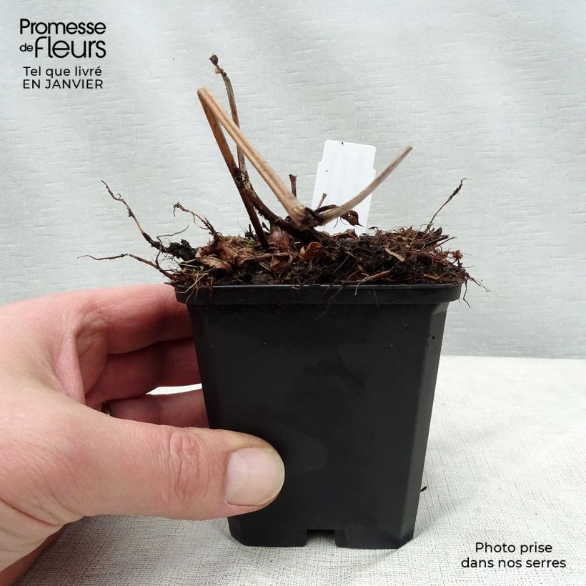 Astilbe arendsii Brautschleier Vasetto da 8/9 cm esemplare consegnato in inverno