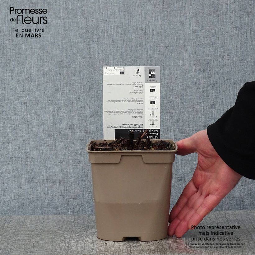 Astilbe arendsii Brautschleier Vaso da 2L/3L esemplare consegnato in inverno