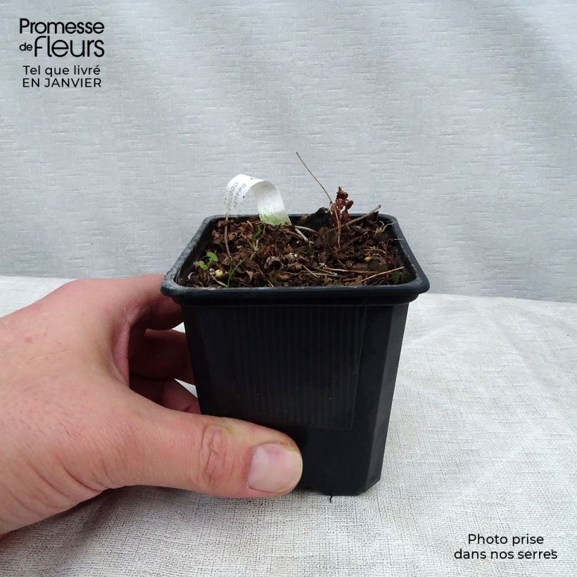 Astilbe arendsii Bressingham Beauty Vasetto da 8/9 cm esemplare consegnato in inverno