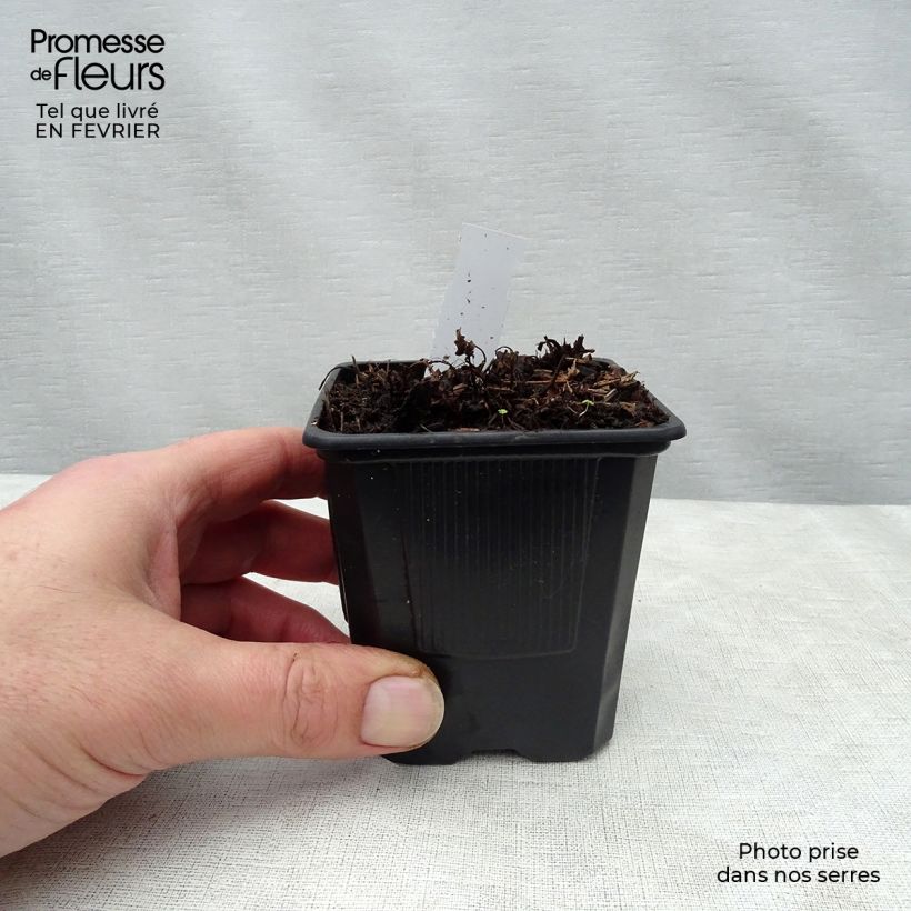 Astilbe arendsii Bumalda Vasetto da 8/9 cm esemplare consegnato in inverno