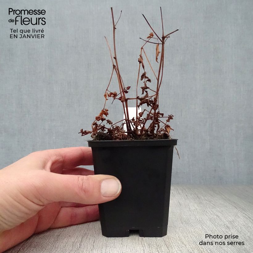 Astilbe arendsii Cattleya Vasetto da 8/9 cm esemplare consegnato in inverno