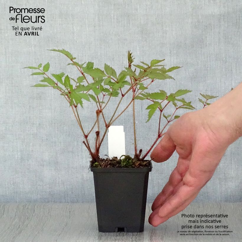 Astilbe arendsii Cattleya Vasetto da 8/9 cm esemplare consegnato in primavera