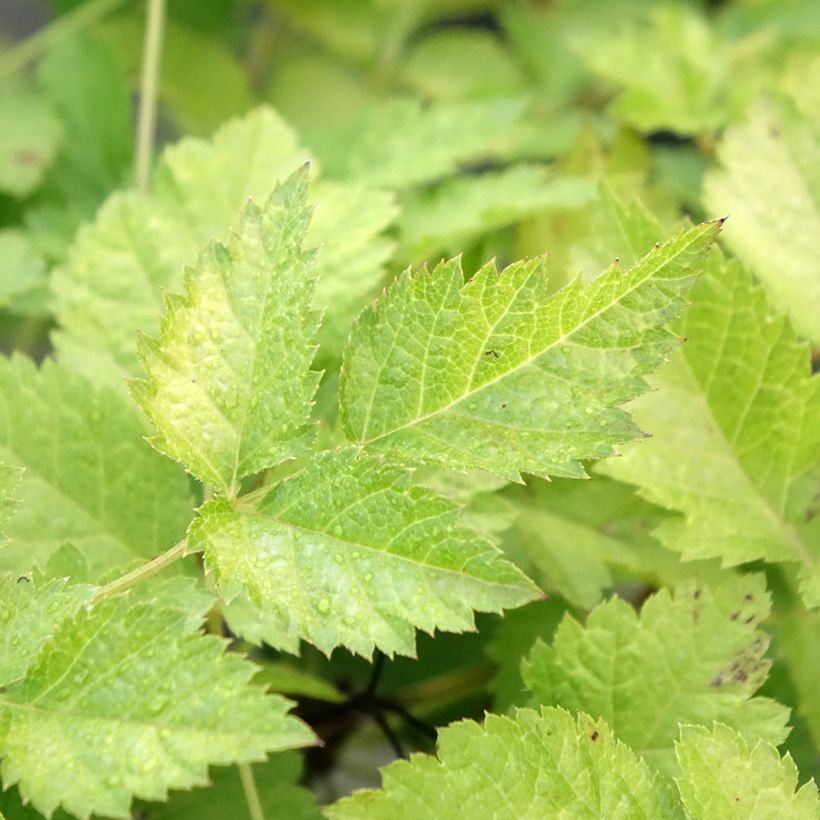 Astilbe arendsii Color Flash Lime (Fogliame)