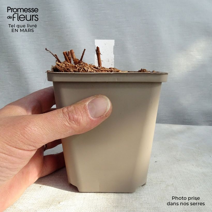 Astilbe arendsii Colour Flash Vasetto da 8/9 cm esemplare consegnato in primavera