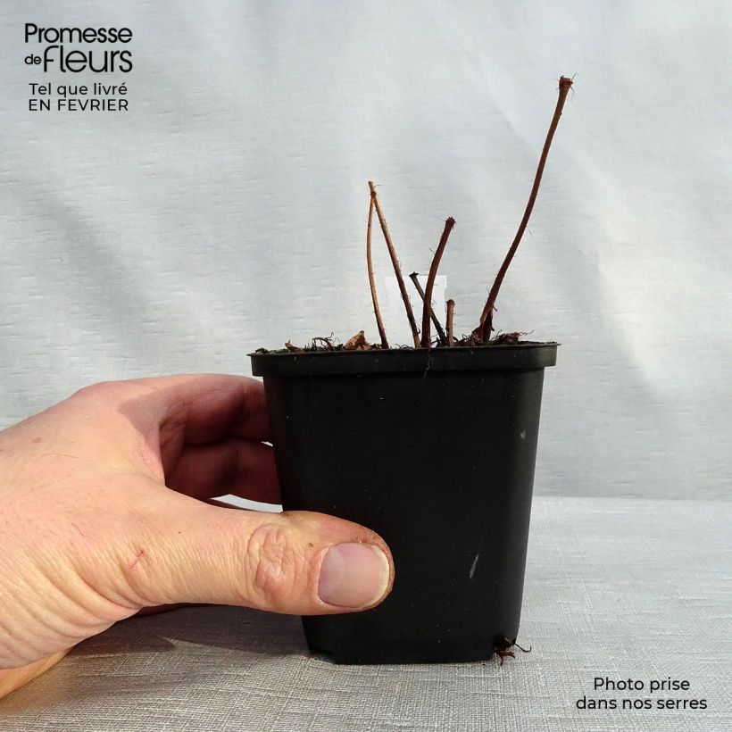 Astilbe arendsii Diamant Vasetto da 8/9 cm esemplare consegnato in inverno