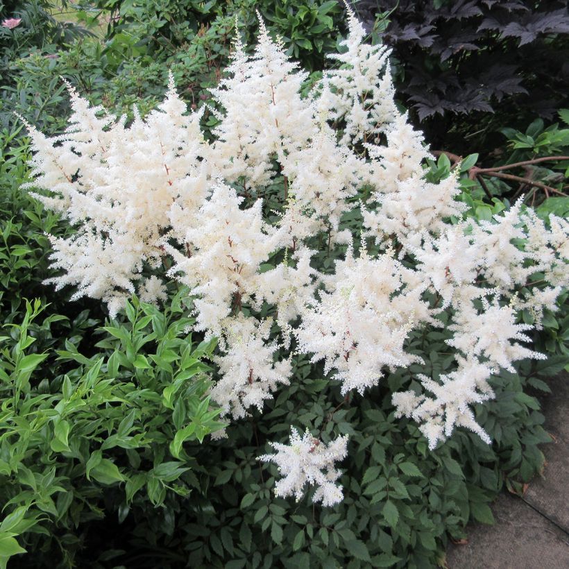 Astilbe arendsii Ellie (Porto)