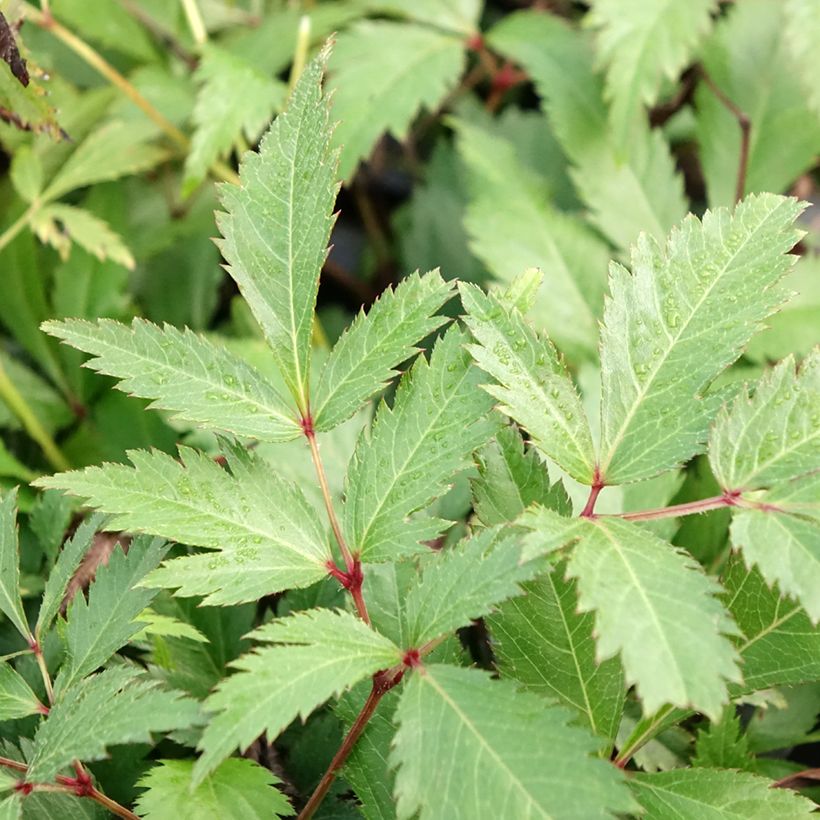 Astilbe arendsii Ellie (Fogliame)