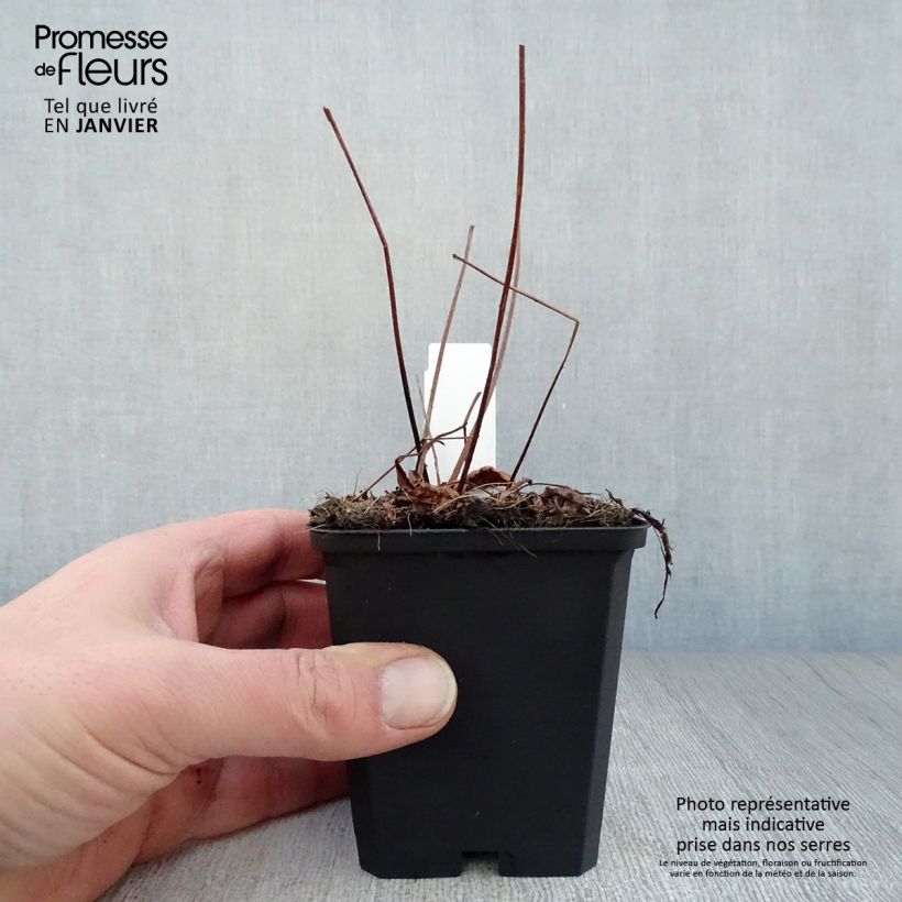 Astilbe arendsii Erika Vasetto da 8/9 cm esemplare consegnato in inverno