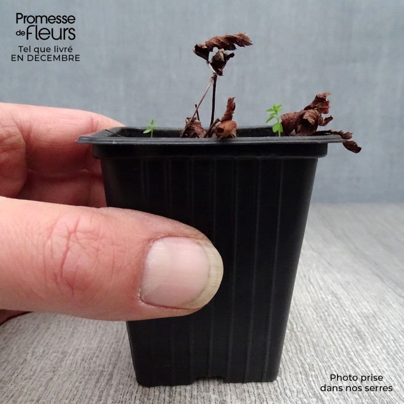 Astilbe arendsii Fanal Vasetto da 7/8 cm esemplare consegnato in inverno