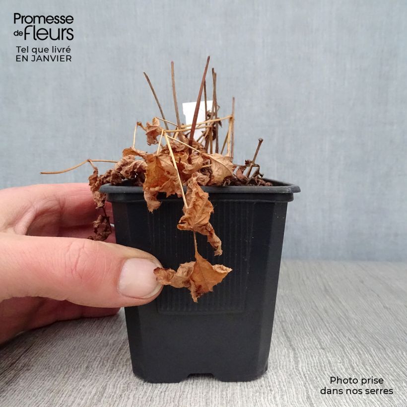 Astilbe arendsii Hyazinth Vasetto da 8/9 cm esemplare consegnato in inverno