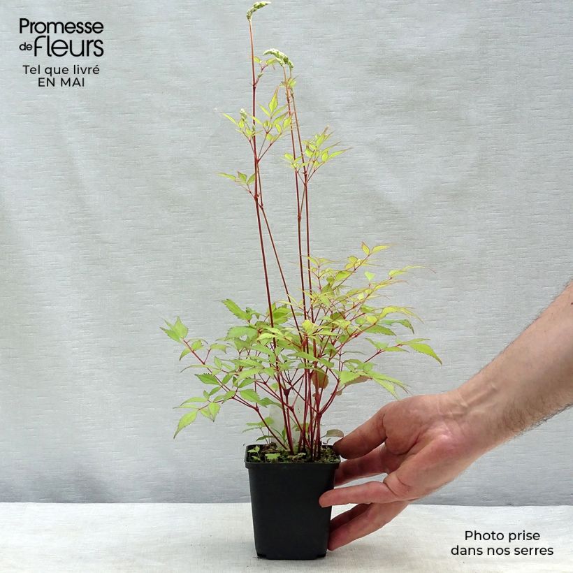 Astilbe arendsii Rock and Roll Vasetto da 8/9 cm esemplare consegnato in primavera
