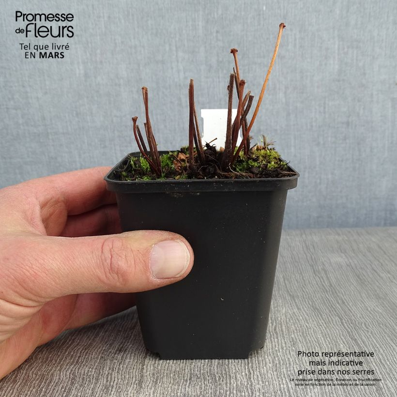 Astilbe arendsii Spinell Vasetto da 8/9 cm esemplare consegnato in inverno