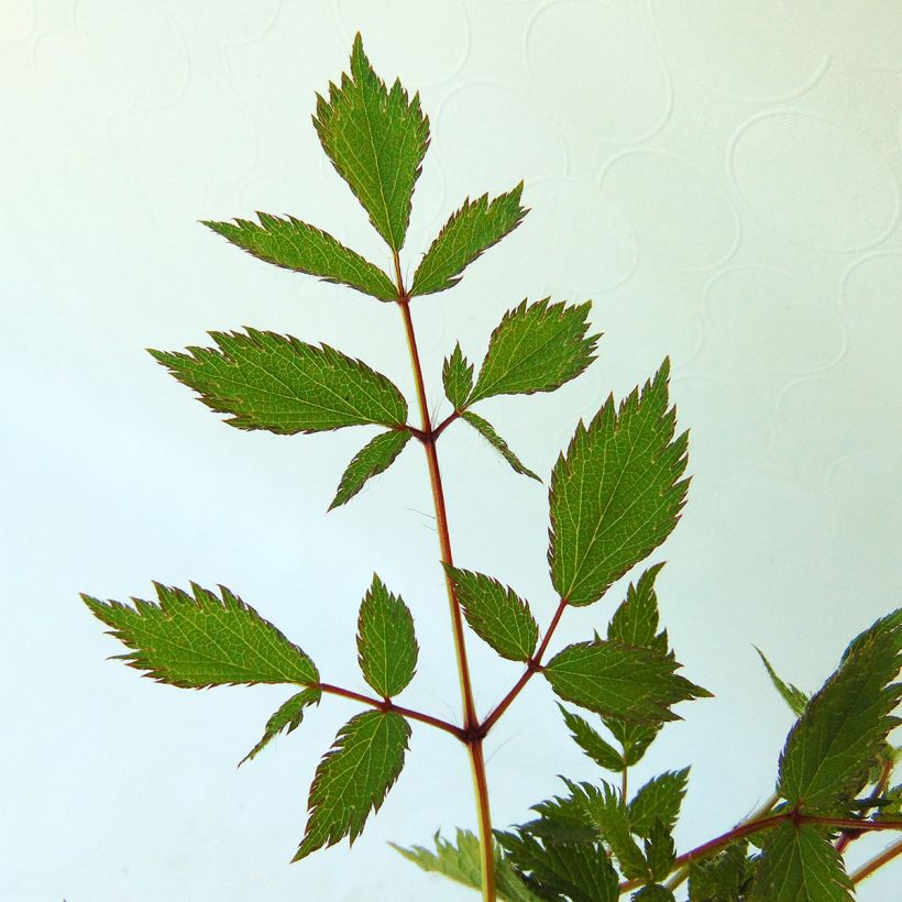 Astilbe chinensis Pumila (Fogliame)