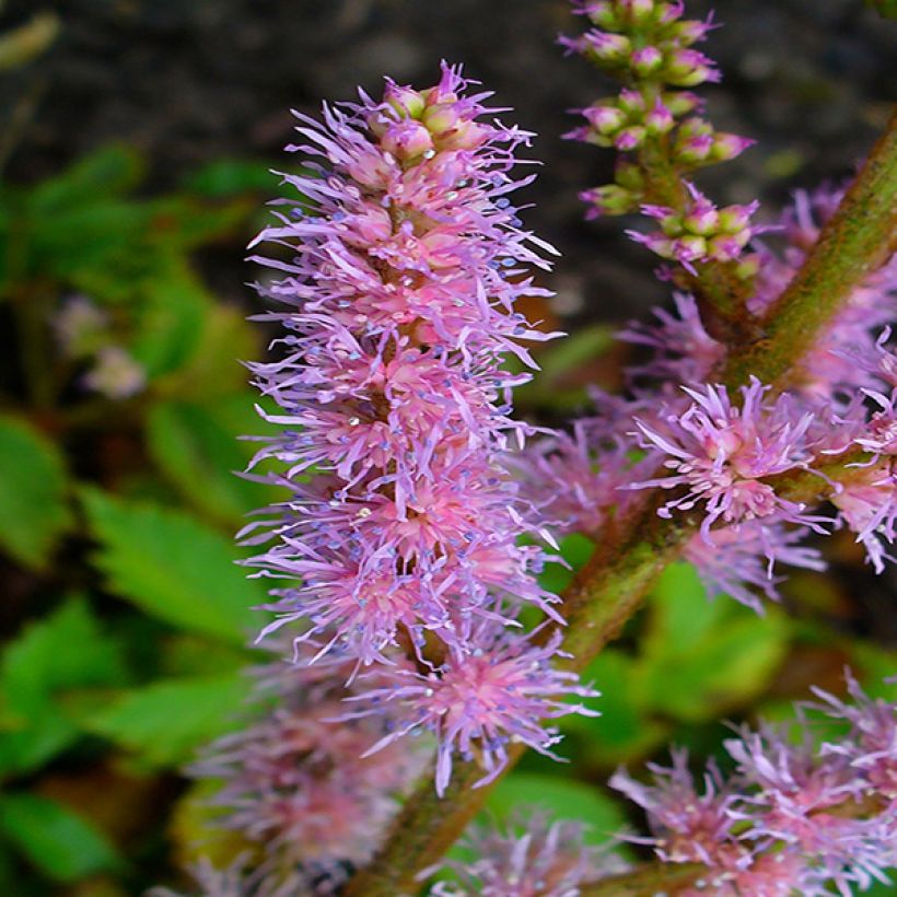 Astilbe chinensis Pumila (Fioritura)