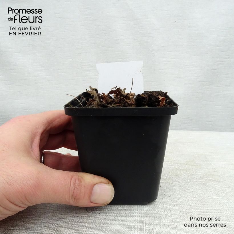 Astilbe chinensis Pumila Vasetto da 8/9 cm esemplare consegnato in inverno