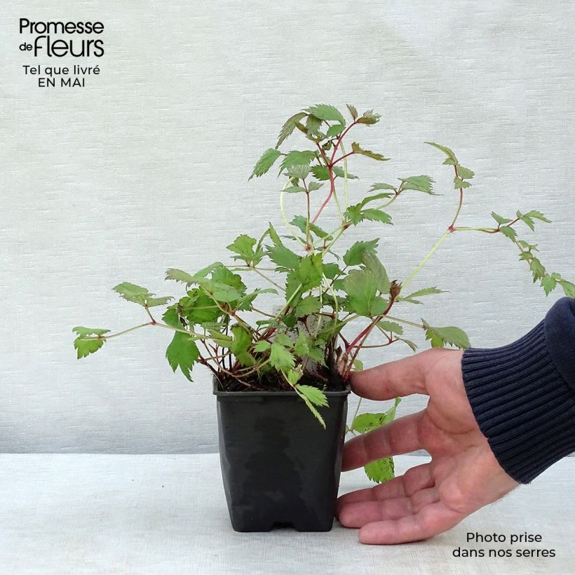 Astilbe chinensis Pumila Vasetto da 8/9 cm esemplare consegnato in primavera