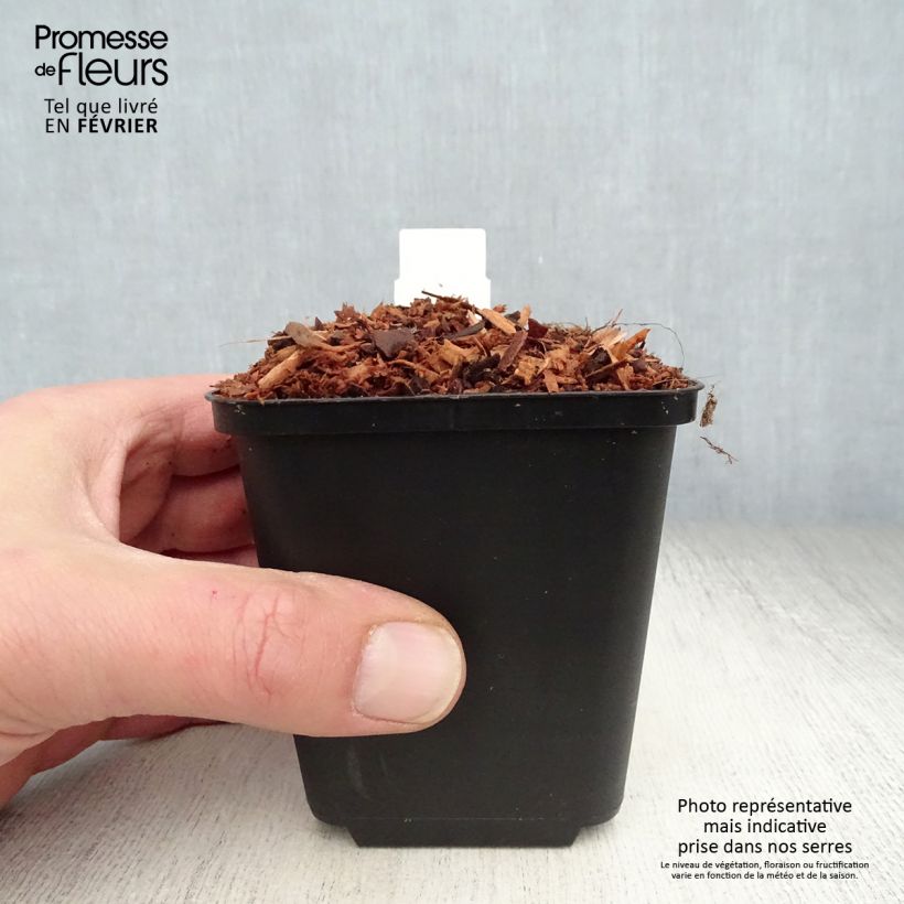 Astilbe chinensis Veronica Klose Vasetto da 8/9 cm esemplare consegnato in inverno