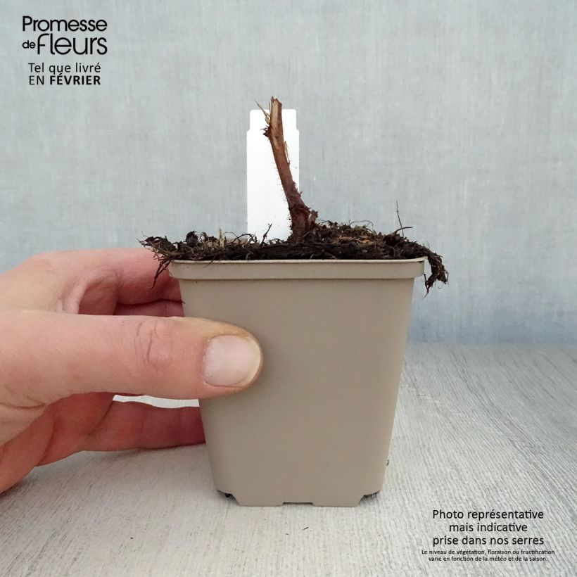 Astilbe chinensis Visions Vasetto da 8/9 cm esemplare consegnato in inverno