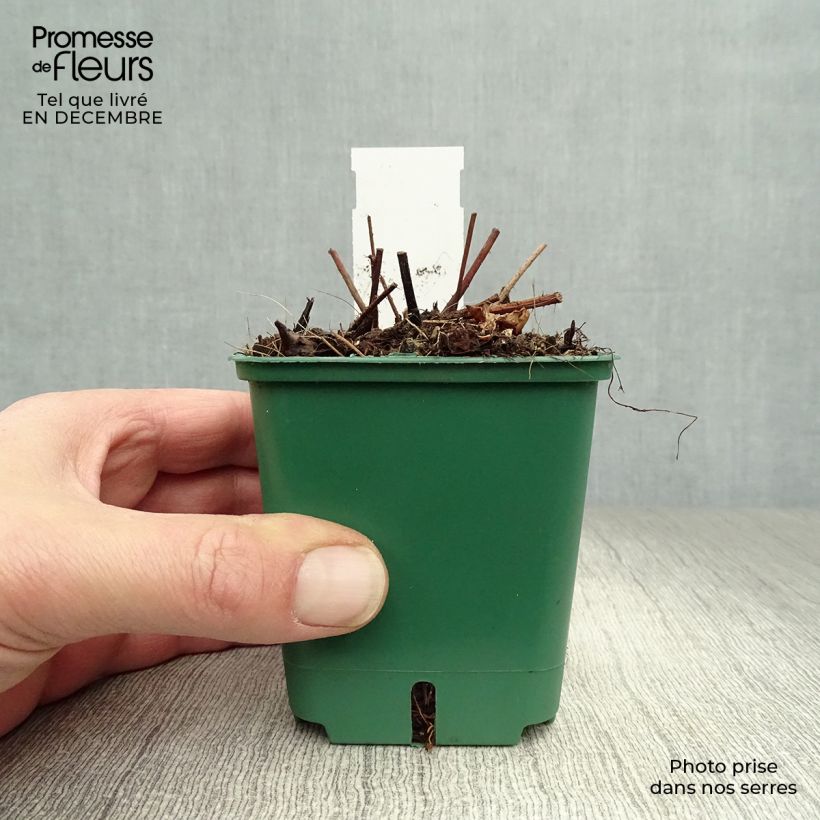 Astilbe chinensis var. taquetii Superba Vasetto da 8/9 cm esemplare consegnato in inverno