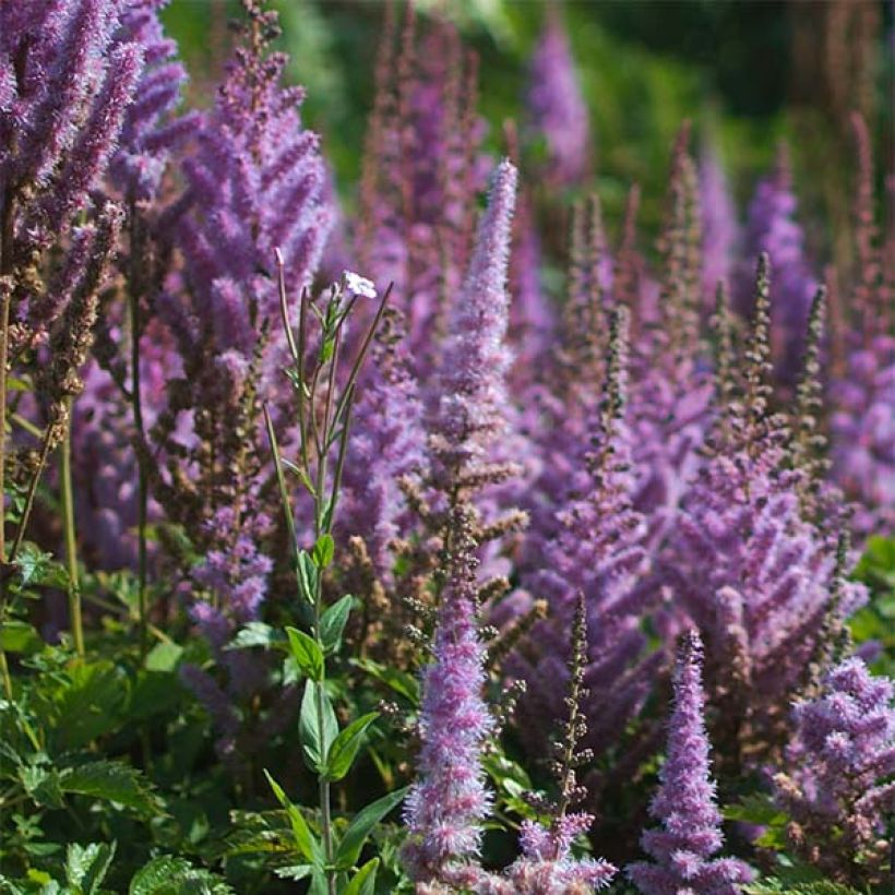 Astilbe chinensis var. taquetii Purpurlanze (Fioritura)