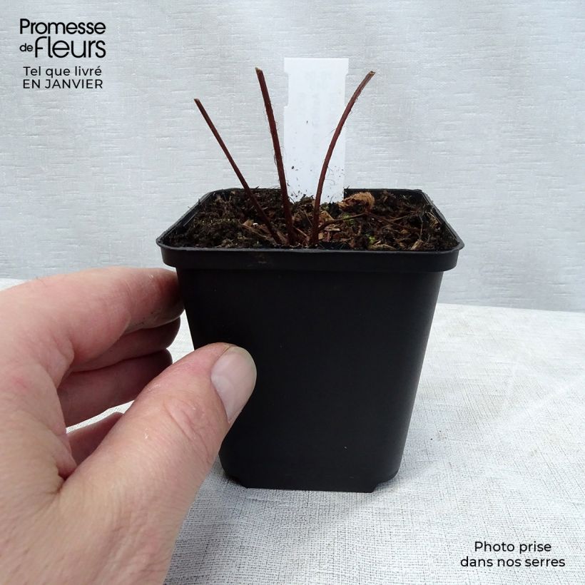 Astilbe chinensis var. taquetii Purpurlanze Vasetto da 8/9 cm esemplare consegnato in inverno