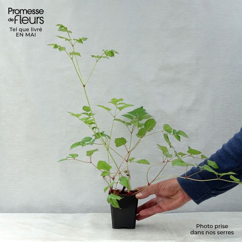 Astilbe chinensis var. taquetii Superba Vasetto da 8/9 cm esemplare consegnato in primavera