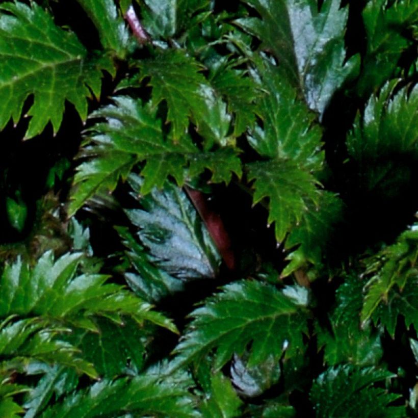 Astilbe crispa Perkeo (Fogliame)