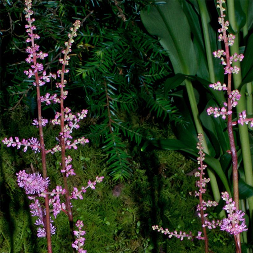Astilbe crispa Perkeo (Fioritura)