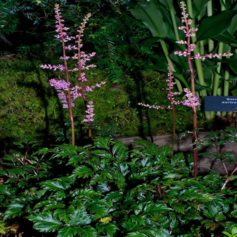 Astilbe crispa Perkeo (Porto)