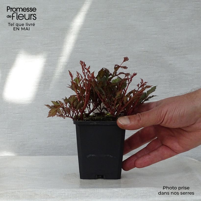 Astilbe crispa Perkeo Vasetto da 8/9 cm esemplare consegnato in primavera