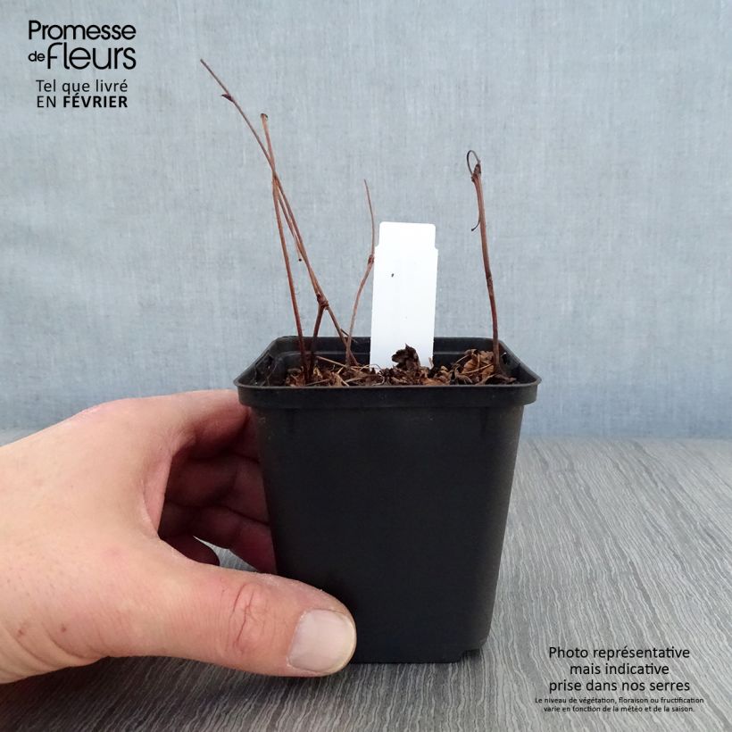 Astilbe japonica Delft Lace Vasetto da 8/9 cm esemplare consegnato in inverno