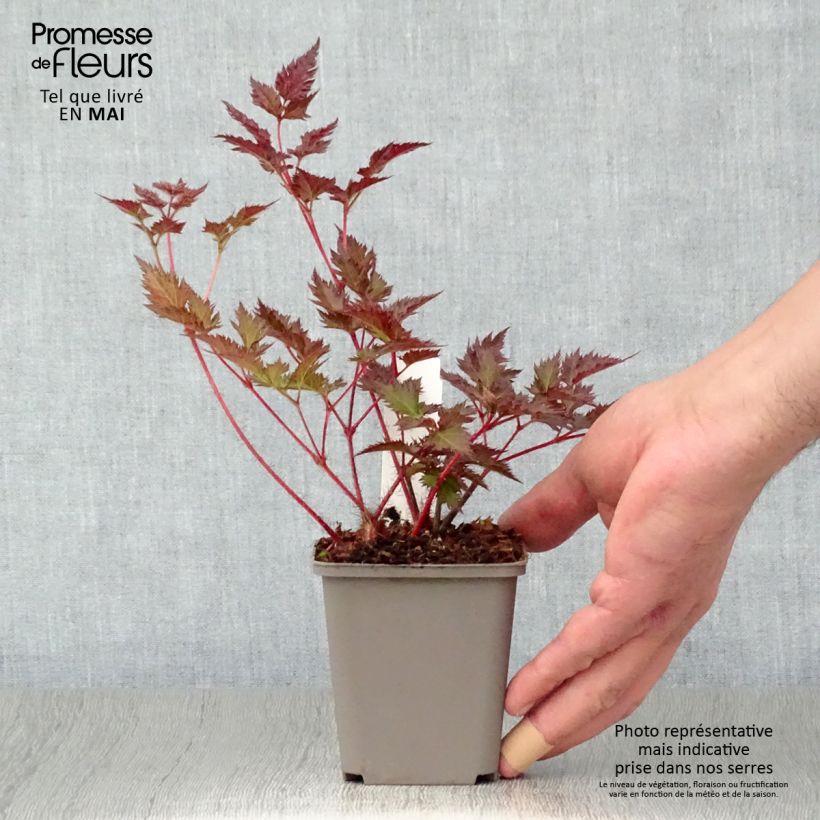 Astilbe japonica Delft Lace Vasetto da 8/9 cm esemplare consegnato in primavera