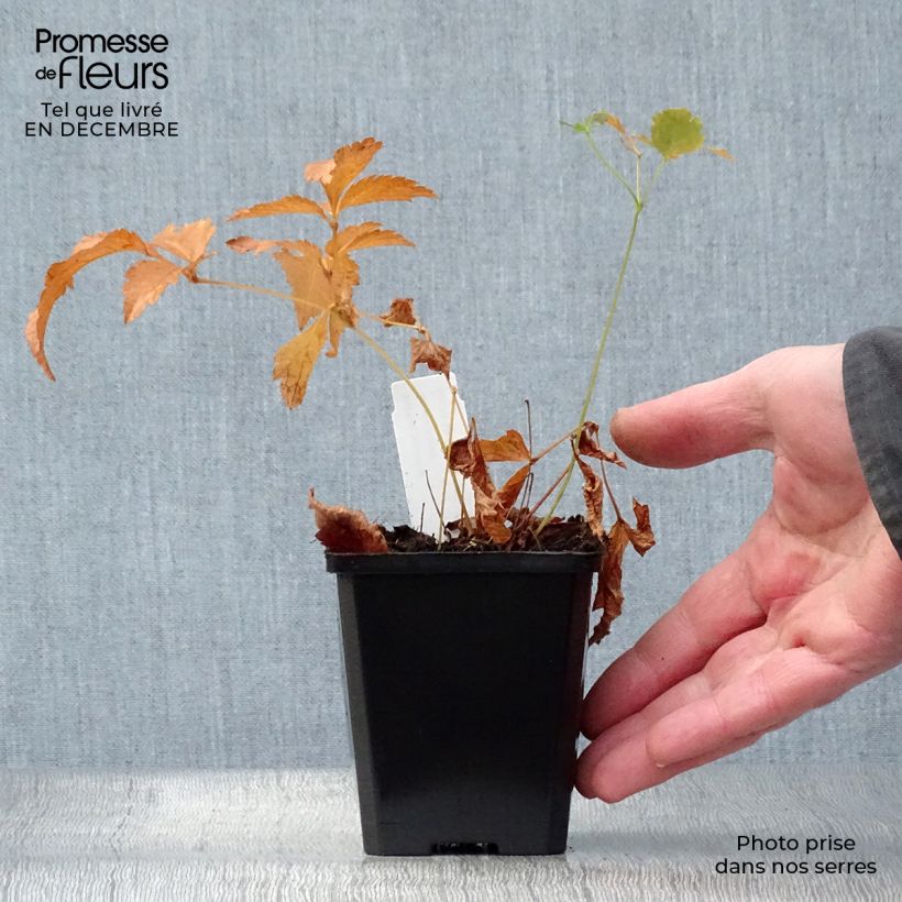 Astilbe japonica Deutschland Vasetto da 8/9 cm esemplare consegnato in inverno